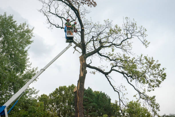 How Our Tree Care Process Works  in  Dardenne Prairie, MO